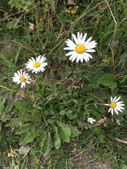 Leucanthemum vulgare
