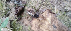 Neotibicen lyricen