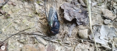 Neotibicen lyricen