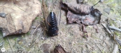 Neotibicen lyricen