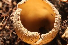 Tarzetta cupularis
