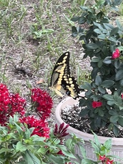 Heraclides cresphontes