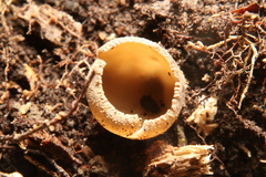 Tarzetta cupularis