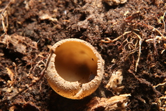 Tarzetta cupularis