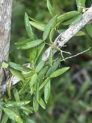 Asparagus volubilis