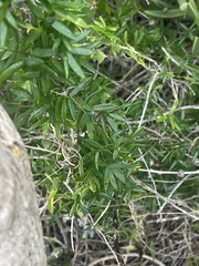 Asparagus volubilis