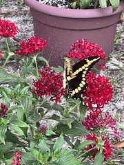 Heraclides cresphontes