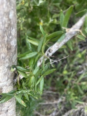 Asparagus volubilis