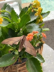 Marumba cristata