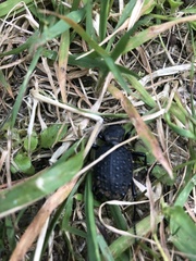 Cychrus tuberculatus