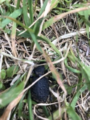 Cychrus tuberculatus