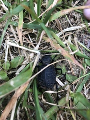 Cychrus tuberculatus