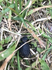 Cychrus tuberculatus