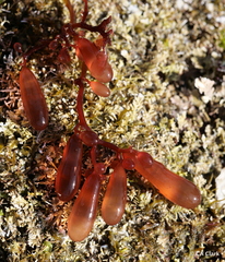 Botryocladia pseudodichotoma