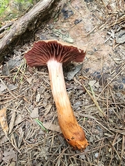 Cortinarius rubripes