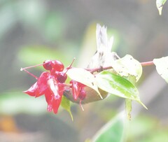 Diglossa albilatera
