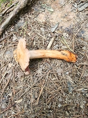 Cortinarius rubripes