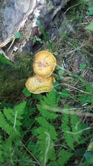 Suillus sibiricus