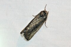 Condica discistriga