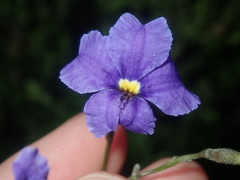 Dampiera lindleyi