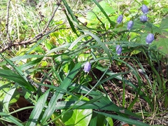 Adenophora stenanthina