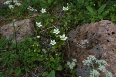Parnassia palustris