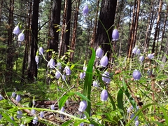 Adenophora stenanthina