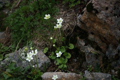 Parnassia palustris