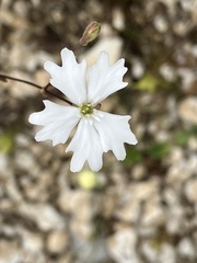 Heliosperma pusillum