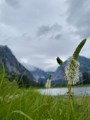 Sanguisorba