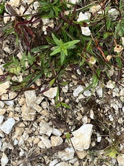Heliosperma pusillum