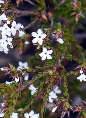 Leucopogon microphyllus