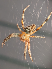 Araneus diadematus