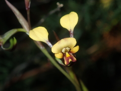 Diuris oraria
