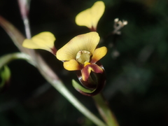 Diuris oraria