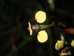 Diuris oraria