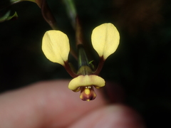 Diuris oraria