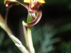 Diuris oraria