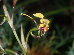 Diuris oraria