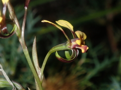 Diuris oraria