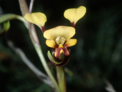 Diuris oraria