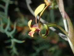 Diuris oraria