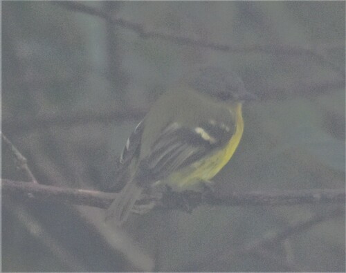 Handsome Flycatcher (Nephelomyias pulcher), photo 5