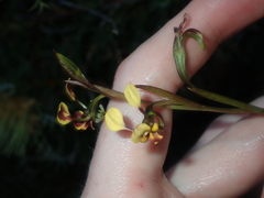 Diuris oraria