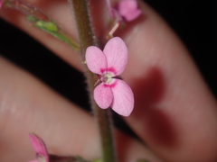 Stylidium elongatum