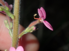 Stylidium elongatum