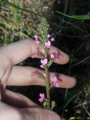 Stylidium elongatum