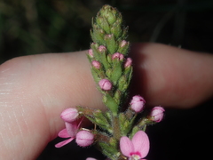 Stylidium elongatum