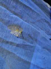 Phrygionis platinata