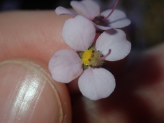 Diplopeltis huegelii